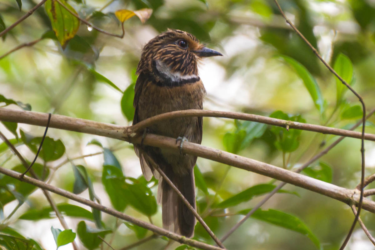 Barbudo-rajado - Malacoptila striata