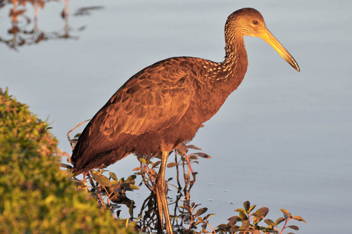 Carão - Aramus guarauna
