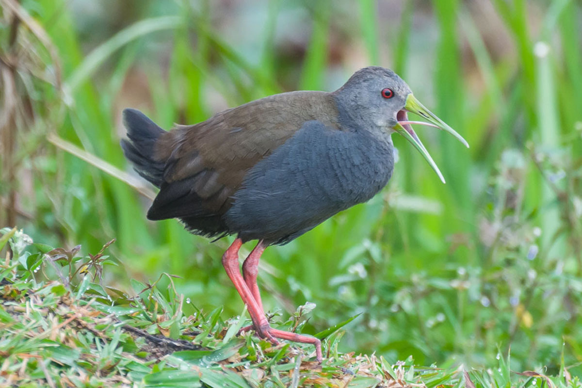 Saracura-sanã - Pardirallus nigricans