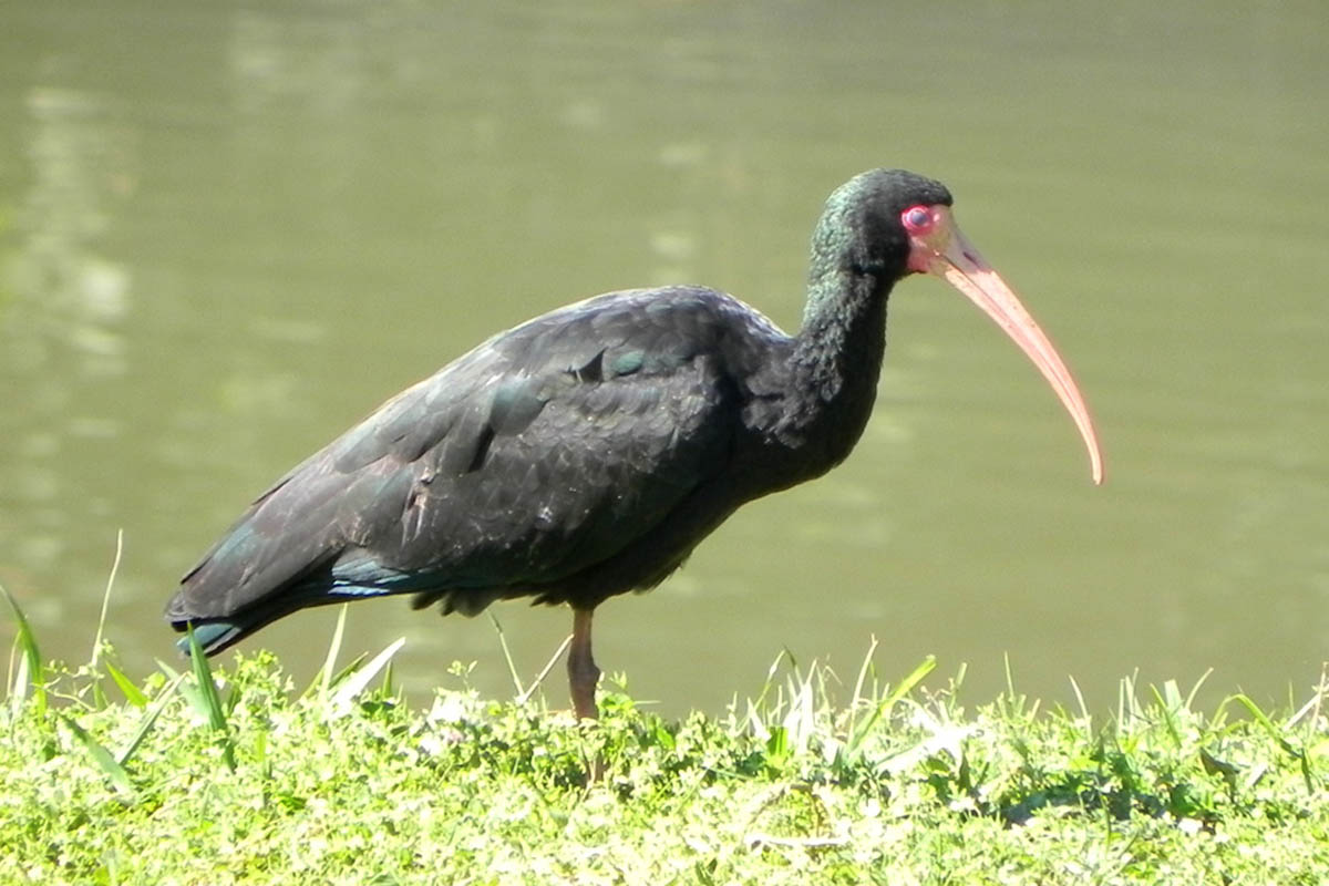 Tapicuru-de-cara-pelada - Phimosus infuscatus
