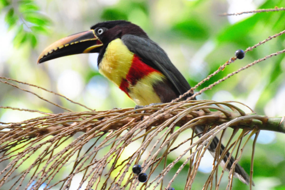 Araçari-castanho - Pteroglossus castanotis