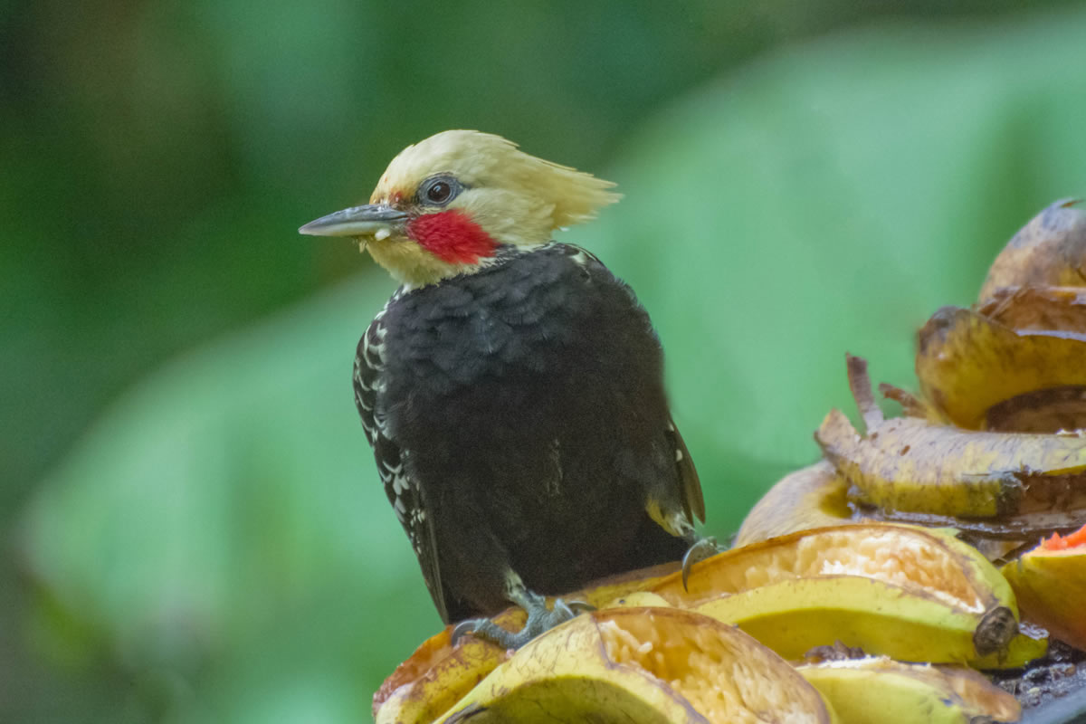 Pica-pau-de-cabeça-amarela - Celeus flavescens