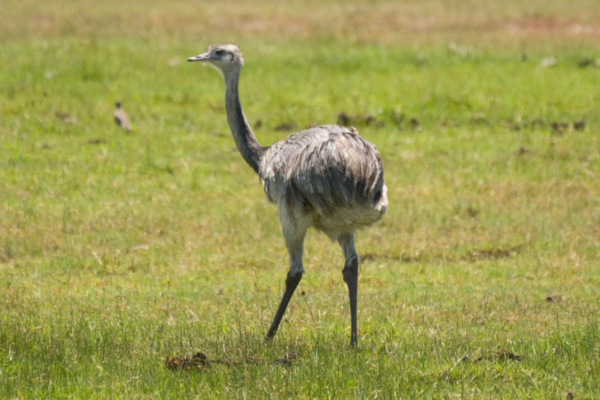 Rhea americana - Ema