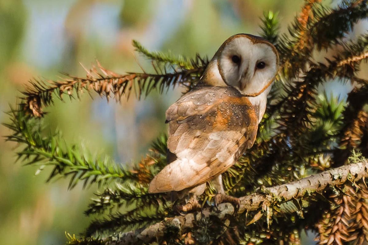 Coruja-da-igreja - Tyto furcata
