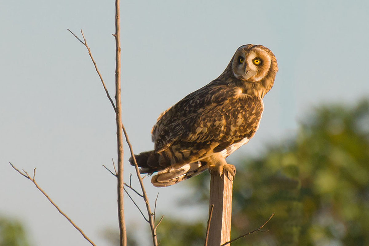 Mocho-dos-banhados - Asio flammeus