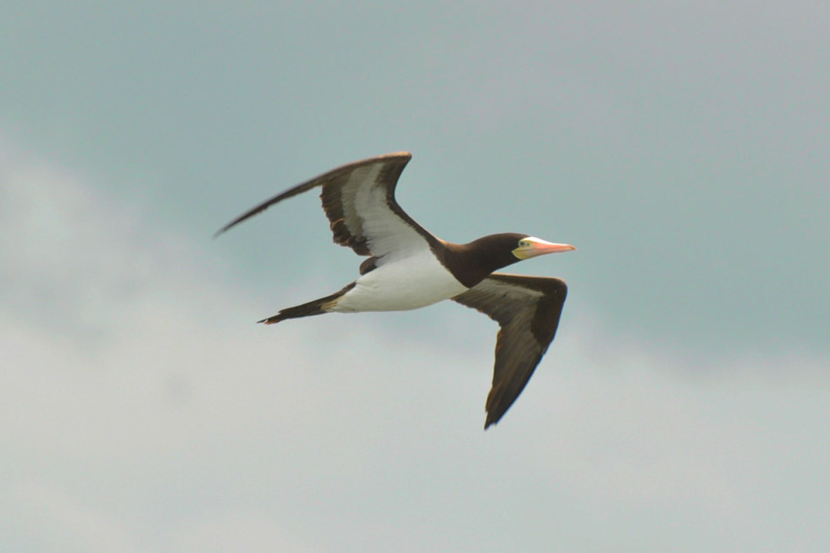 Atobá-pardo - Sula leucogaster
