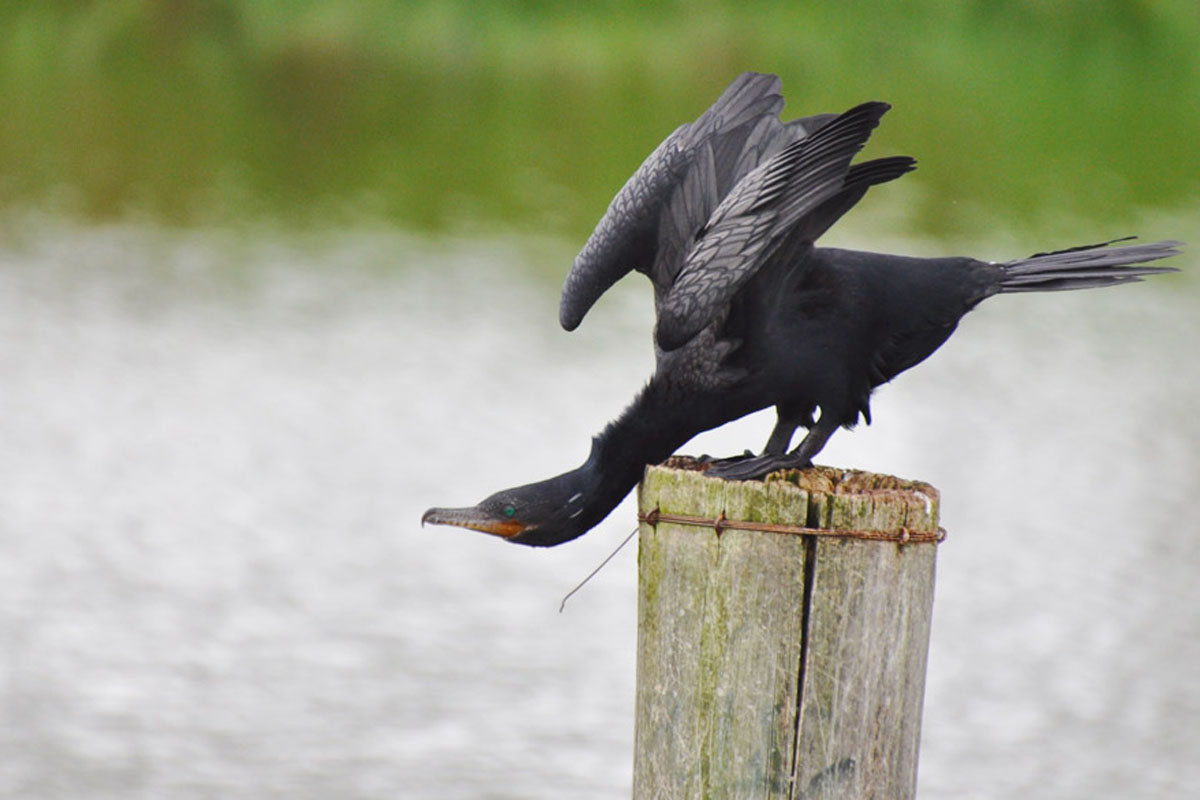 Biguá - Phalacrocorax brasilianus