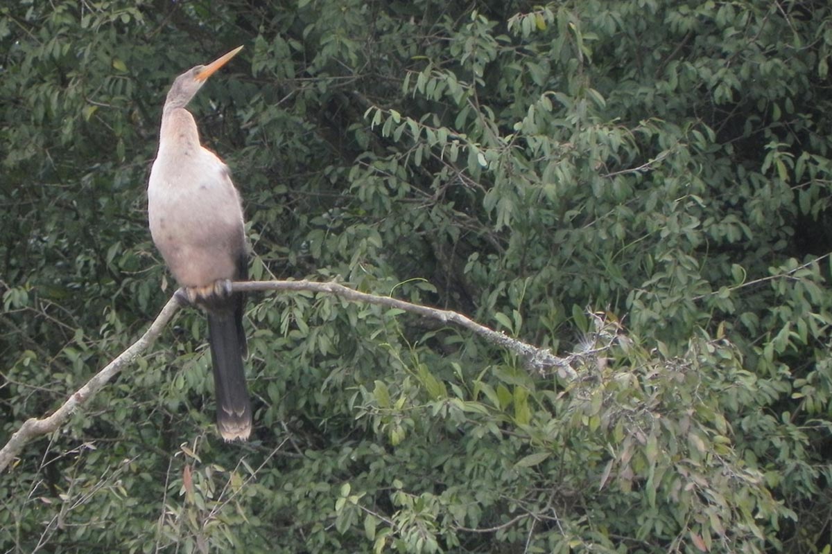 Biguatinga - Anhinga anhinga