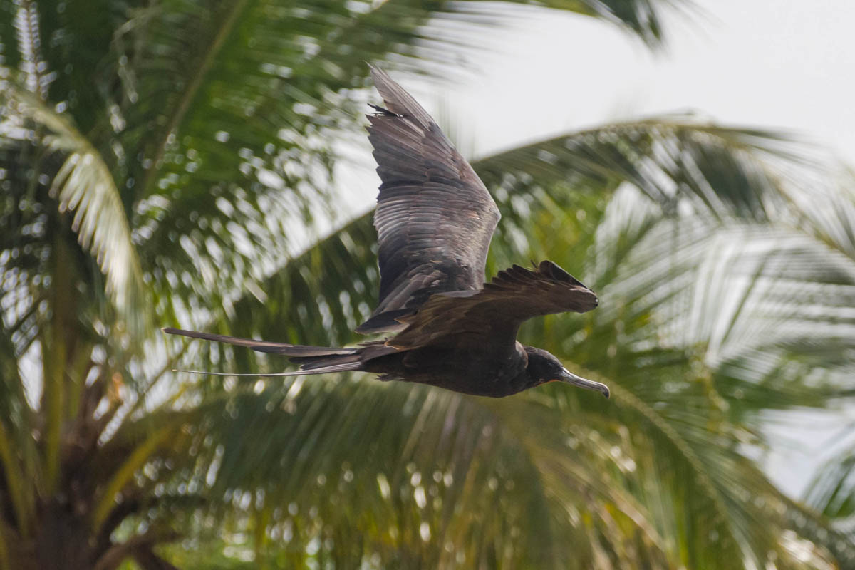 Tesourão - Fregata magnificens
