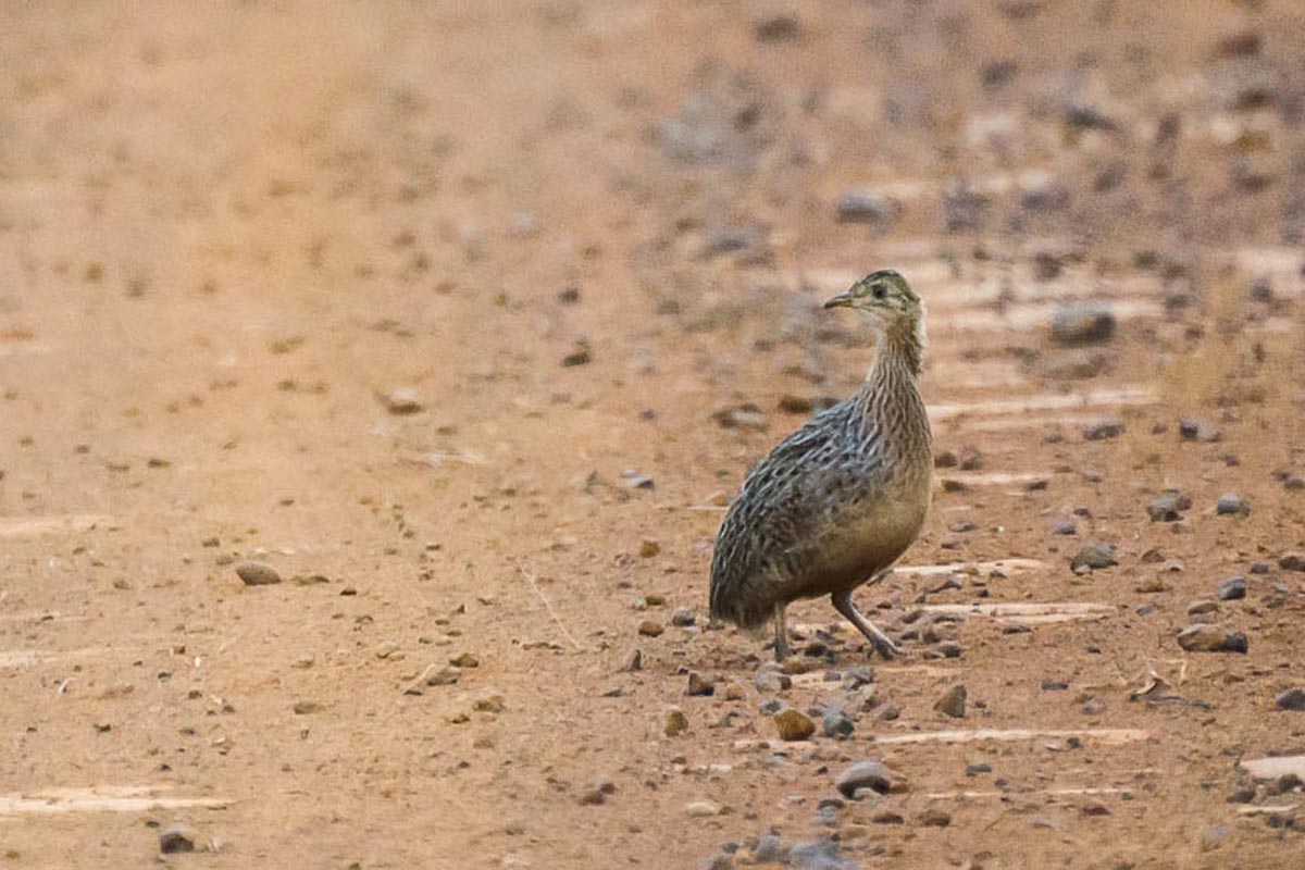 Codorna-amarela - Nothura maculosa