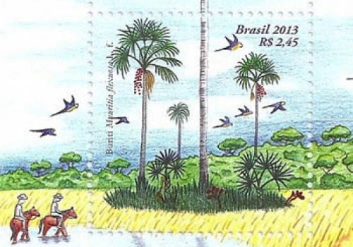 Buriti: Importância, Beleza e Utilidade