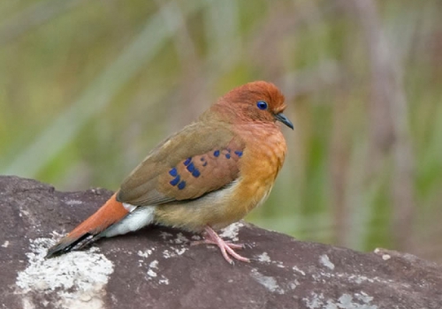 Boa notícia, redescobrimento de aves supostamente…