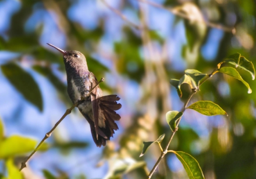 Beija-flor-de-peito-azul - Amazilia lactea