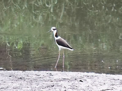 macaricao-de-pernas-longas