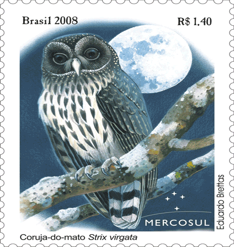AvesAutoctones_Corujaanimad