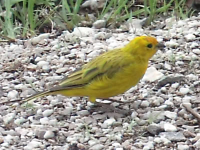 canario-pardo-amarelo-claro