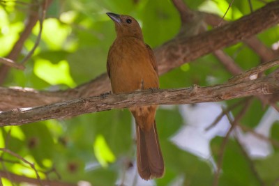 Pipira-preta - Tachyphonus rufus