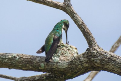 beija flor de veste preta