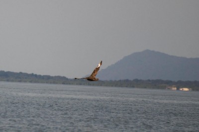 Mandri&atilde;o-chileno - Stercorarius chilensis