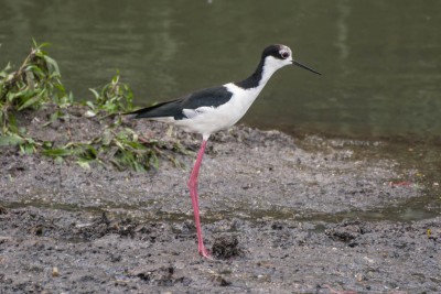 pernilongo de sobre branco2