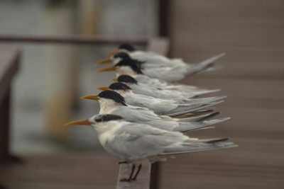 Trinta-r&eacute;is-de-bando - Thalasseus acuflavidus