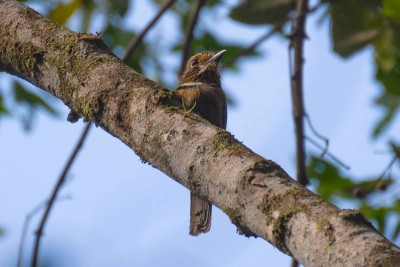 Barbudo-rajado - Malacoptila striata