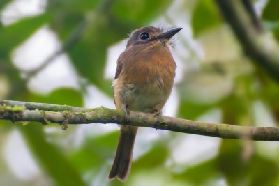 Macuru -Nonnula rubecula