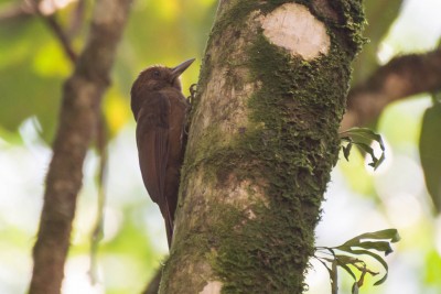 Arapa&ccedil;u-liso - Dendrocincla turdina