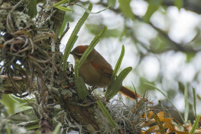 Arredio-p&aacute;lido - Cranioleuca pallida