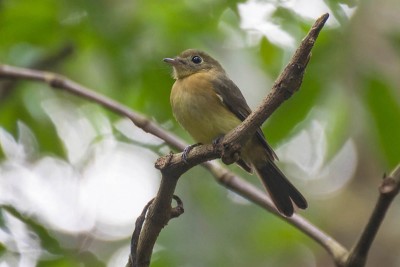 Assanhadinho - Myiobius barbatus