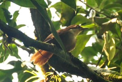 Barranqueiro-de-olho-branco - Automolus leucophthalmus