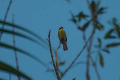 Bem-te-vi-pequeno - Conopias trivirgatus