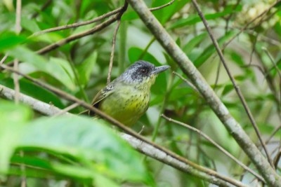 Choquinha-de-peito-pintado - Dysithamnus stictothorax