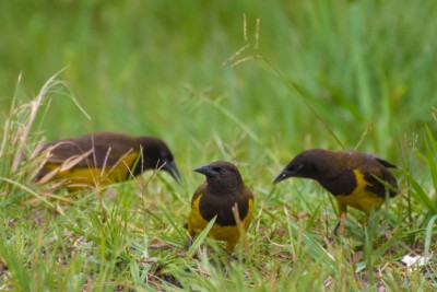 Chopim-do-brejo - Pseudoleistes guirahuro