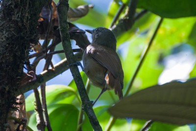 Choquinha-cinzenta - Myrmotherula unicolor -  F&ecirc;mea