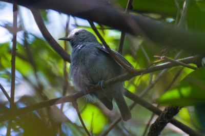 Choquinha-cinzenta - Myrmotherula unicolor