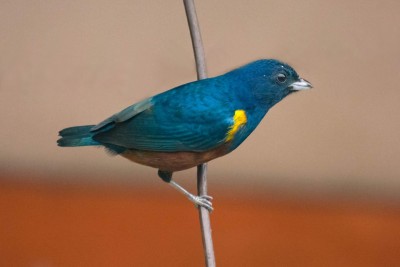Ferro-velho - Euphonia pectoralis