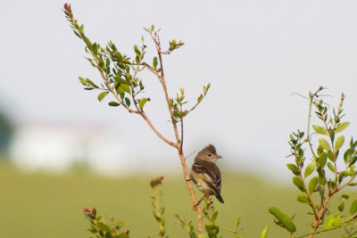 Guaracava-de-barriga-amarela - Elaenia flavogaster