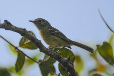 Maria-da-restinga - Restinga Tyrannulet