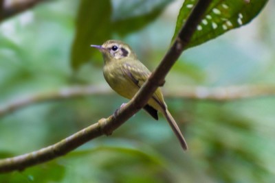 N&atilde;o-pode-parar - Phylloscartes paulista
