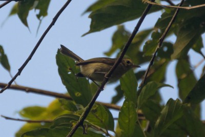 Papa-moscas-de-olheiras - Phylloscartes oustaleti