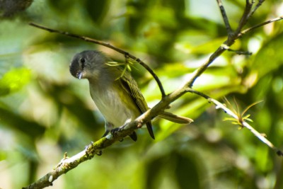 Piolhinho-serrano - Phyllomyias griseocapilla