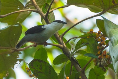 Rendeira - Manacus manacus