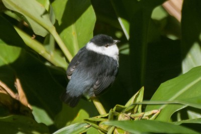Rendeira - Manacus manacus - macho