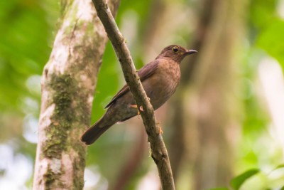 Sabi&aacute;-una - Turdus flavipes - F&ecirc;mea