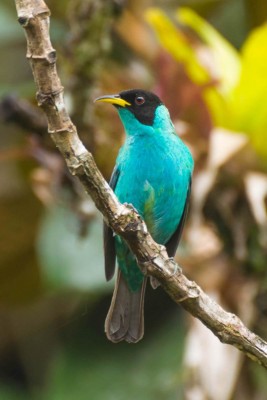 Sa&iacute;-verde - Chlorophanes spiza