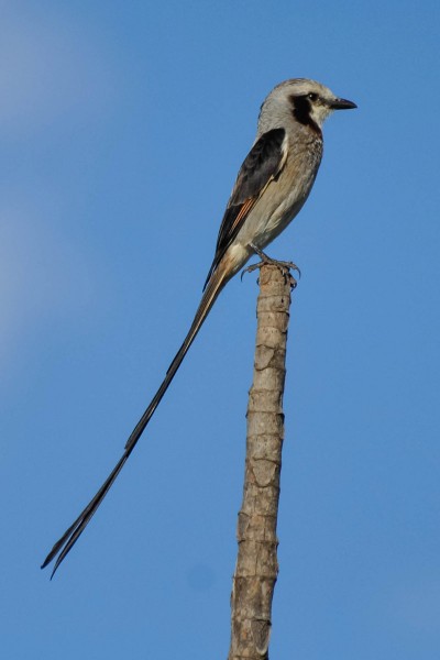Tesoura-do-brejo - Gubernetes yetapa