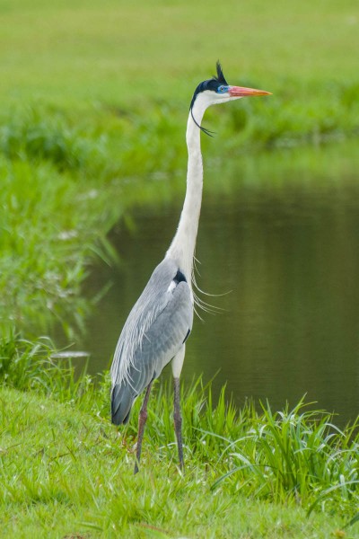 Gar&ccedil;a-moura - Ardea cocoi