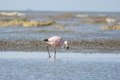 Flamingo-grande-dos-andes - Phoenicoparrus andinus