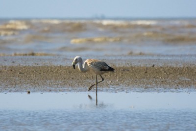 Flamingo-grande-dos-andes - Phoenicoparrus andinus